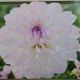 BULB DAHLIA EVELINE