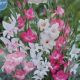 BULB GLADIOLUS NANUS MIX 25PP