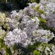 LILAC SCENTARA 'PURA' #3