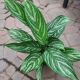 AGLAONEMA 6
