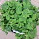 OXALIS 6