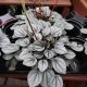 PEPEROMIA 4