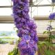 DELPHINIUM GUARDIAN BLUE #1
