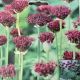 ALLIUM ATROPURPUREUM 10PP
