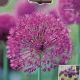 ALLIUM PURPLE SENSATION 8PP