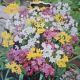 ALLIUM SMALL FLOWERING MIX 30PP