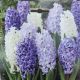 HYACINTH DELFT BLUE 5PP