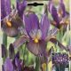 DUTCH IRIS EYE OF THE TIGER 12PP