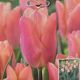 TULIP SALMON PRINCE 7PP
