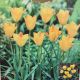 TULIP BRONZE CHARM 15PP