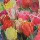 TULIP FRINGED MIX 12PP