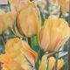 TULIP AKEBONO 6PP
