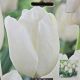 TULIP HAKUUN 7PP