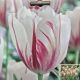 TULIP CARNAVAL DE RIO 7PP