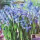 SCILLA SIBERICA 15PP