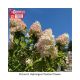 HYDRANGEA PHANTOM #7 TF