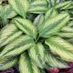 CALATHEA 6
