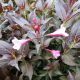 WEIGELA STUNNER #3