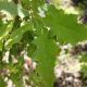 OAK  SHUMARDII #10