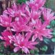 CROCUS AUTUMN WATER LIILY 1PP