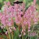 WOOD HYACINTH PINK 10PP