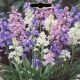 WOOD HYACINTH MIX 10PP