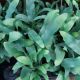 FERN 3.5