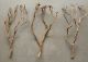 NATURAL TEA TREE BRANCH