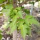 MAPLE AMUR FLAME 1.75