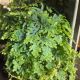 FERN 8