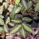WATERMELON VINE 2
