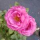 ROSA SUNBELT PLUM PERFECT #2