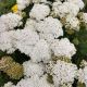 ACHILLEA FIREFLY DIAMOND #1