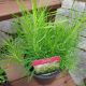 AMSONIA HUBRECTII #1