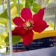 CLEMATIS CHARMAINE #1.5