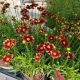 COREOPSIS LI'L BANG RED ELF #1
