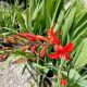 CROCOSMIA  MAS. LUCIFER #2