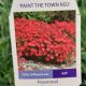 DIANTHUS PAINT THE TOWN RED #1