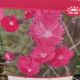 DIANTHUS FIREWITCH #1