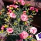 DIANTHUS F.P. CLASSIC CORAL #1