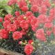 DIANTHUS F.P. RASP RUFFLES #1