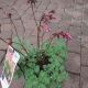 DICENTRA PINK DIAMONDS #1