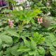 DICENTRA SPECTABILIS #1