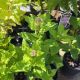 EUPATORIUM DUBIUM LITTLE JOE #2