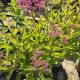 EUPATORIUM MACULATUM GATEWAY #2