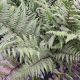 FERN GHOST #1.5