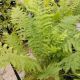 FERN MATTEUCCIA #1