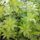 GALIUM ODORATUM - SWEET WOODRUFF #1