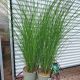 GRASS GRACILLIMUS #2