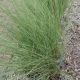 GRASS MUHLENBERGIA CAP. #1